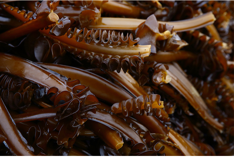 荣成特产盐渍裙带梗裙带菜海白菜新鲜海菠菜 精品裙带梗海白菜5斤(炒