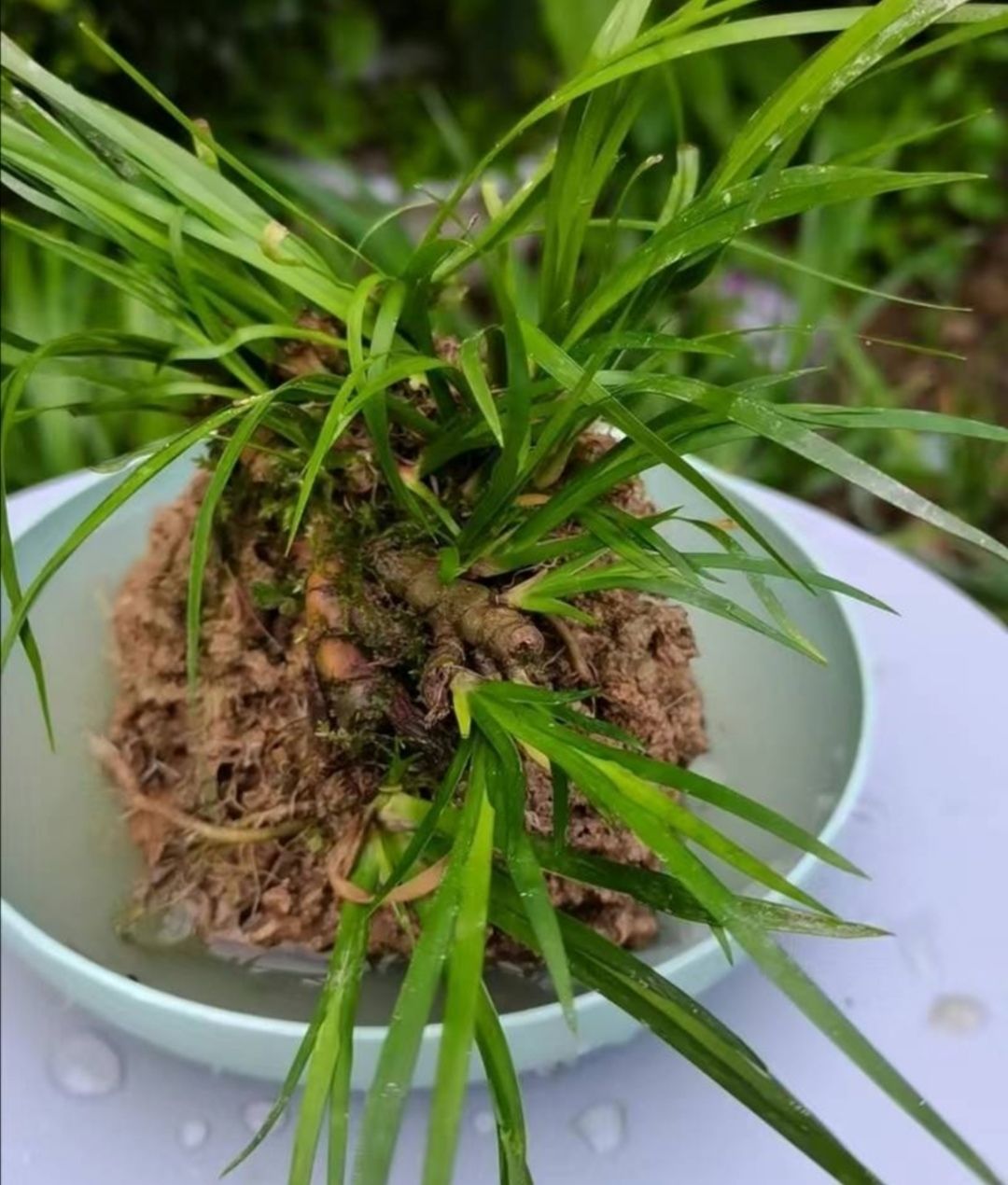 附石菖蒲野生石菖蒲盆景盆栽假山龟池鱼缸造型造景观赏绿植新鲜石菖蒲