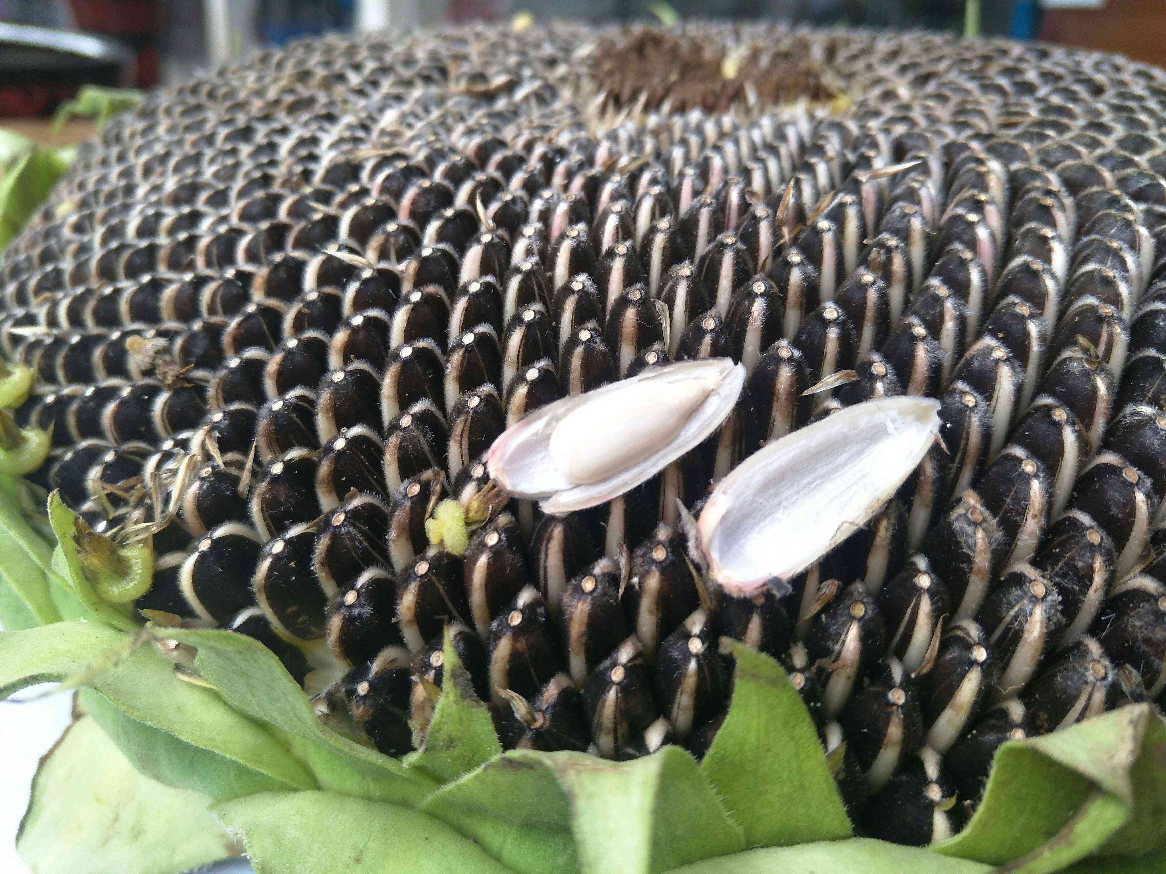 现摘年新鲜葵花盘湿葵花籽盘向日葵瓜子盘籽生瓜子散装晒干原味 原味