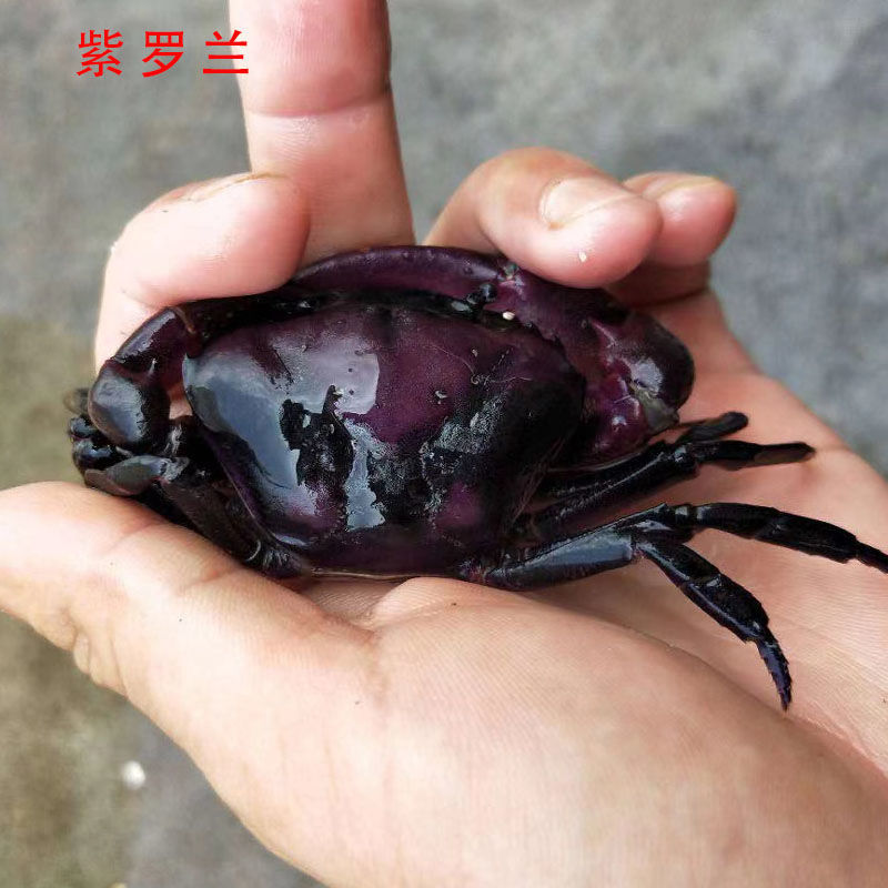 《束腰图纹蟹一只 南海溪蟹观赏蟹爬虫爬宠紫罗兰束腰蟹田蟹溪蟹相守