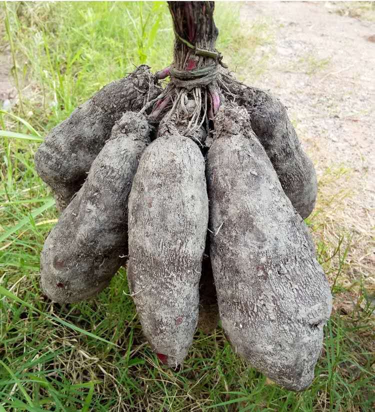汶优香(wenyouxiang)根茎类 赣南紫山药脚板薯新鲜现挖农家种植蔬菜