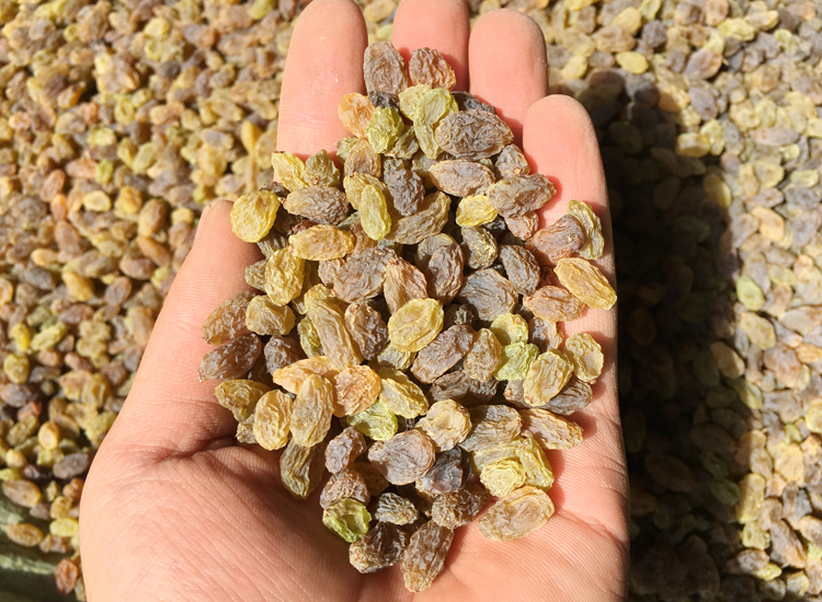 新疆特产吐鲁番特级无膨大剂免洗散装葡萄干小孩孕妇食