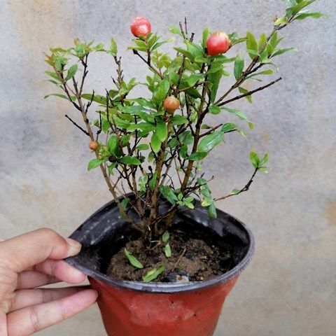 牡丹石榴花盆栽观赏果树苗盆景植物室外庭院阳台绿植四季开花卉二年