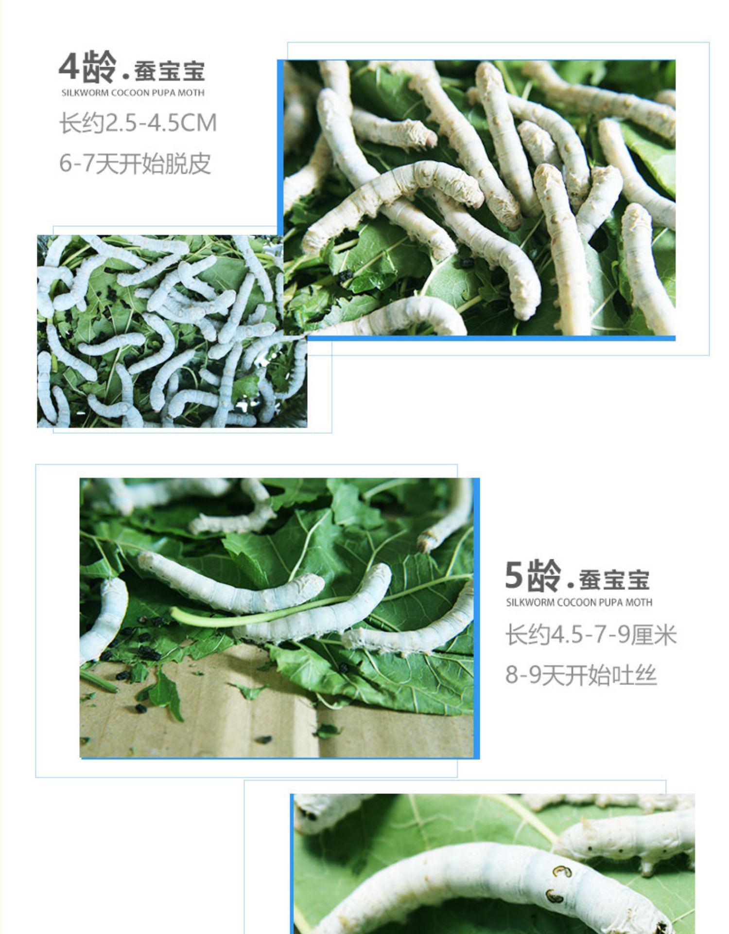 《蚕宝宝活体小蚕1234龄蚕学生养蚕套装新鲜桑叶大巨蚕籽蚕卵送工具85ELA4》无著【摘要 书评 在线阅读】-苏宁易购图书