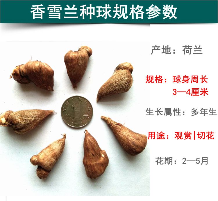 香雪兰种球小苍兰种球重瓣四季盆栽晚香玉种子室内庭院多年生花卉