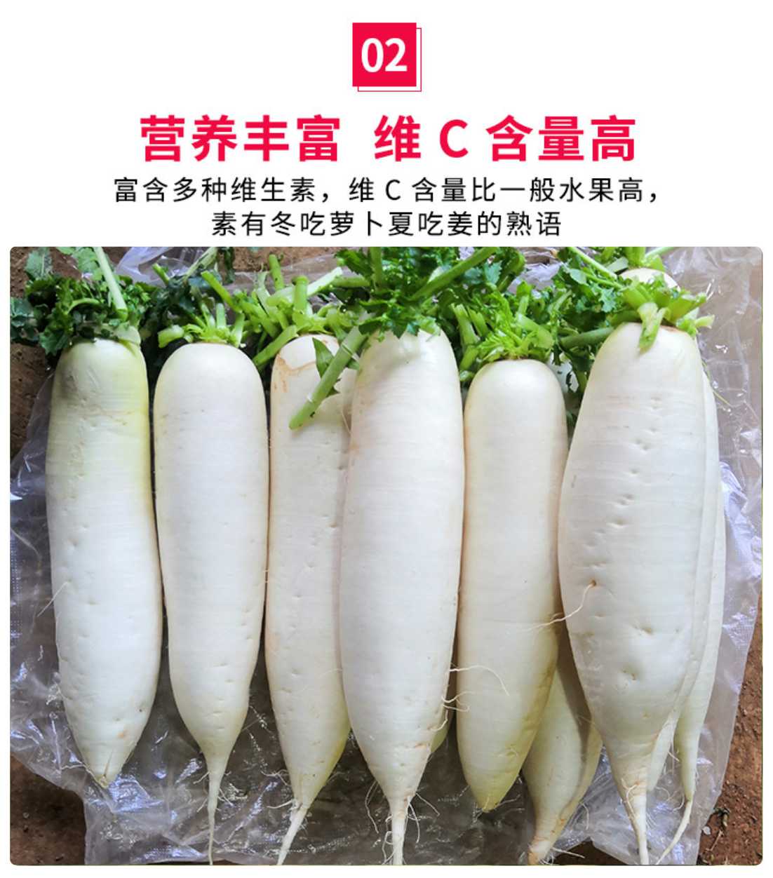 新鲜萝卜白萝卜新鲜蔬菜云南高原农家自种9斤