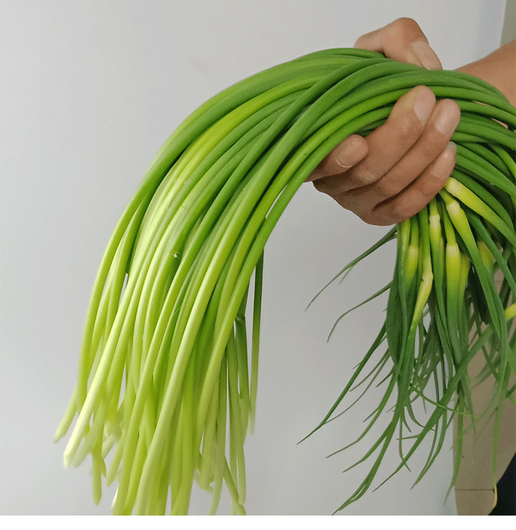 鲜蒜苔5斤装农家现摘新鲜蔬菜蒜薹