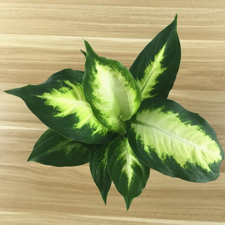 万年青绿植银皇后盆栽叶花卉懒人办公室