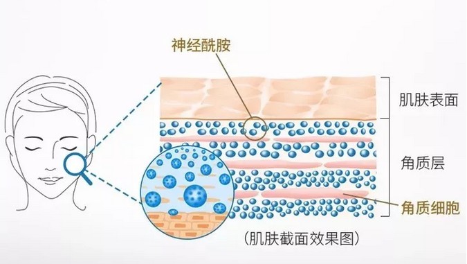 神经酰胺2,俢复皮脂膜增强肌肤的自我保护机能