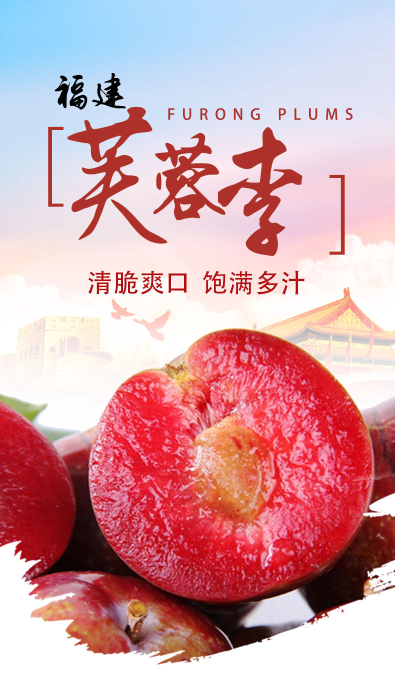 秋满枝桃李类 福建芙蓉李5斤 新鲜李子 现摘现发