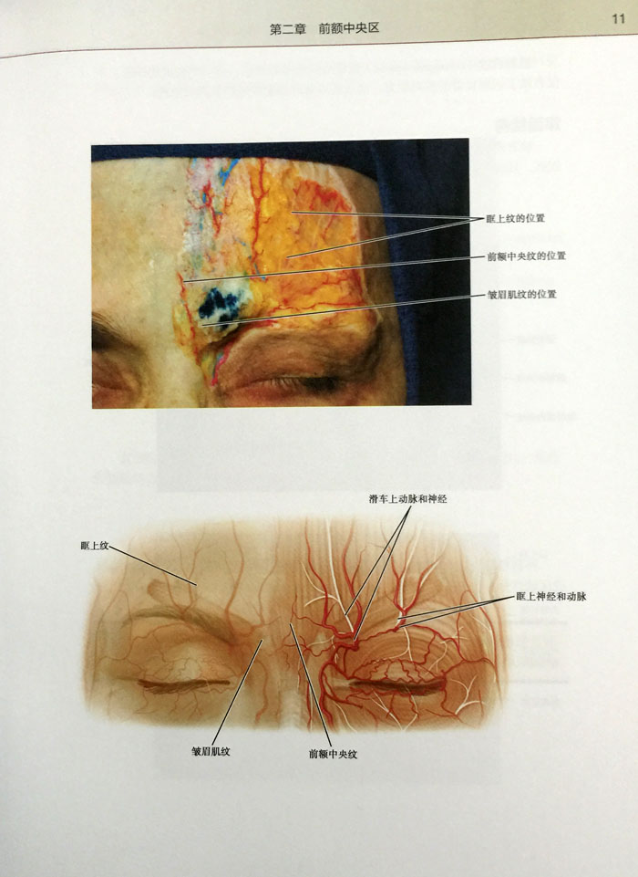 知深面結構(含光盤)面部臨床外形解剖學 朱國章可搭面部分區解剖圖譜