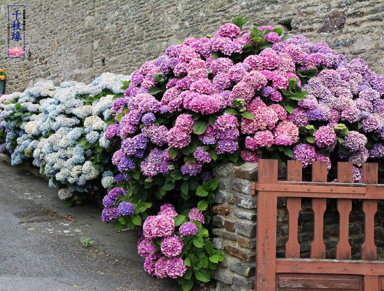 阳台盆栽进口大花绣球花苗室内蓝色无尽夏绣球花四季开花