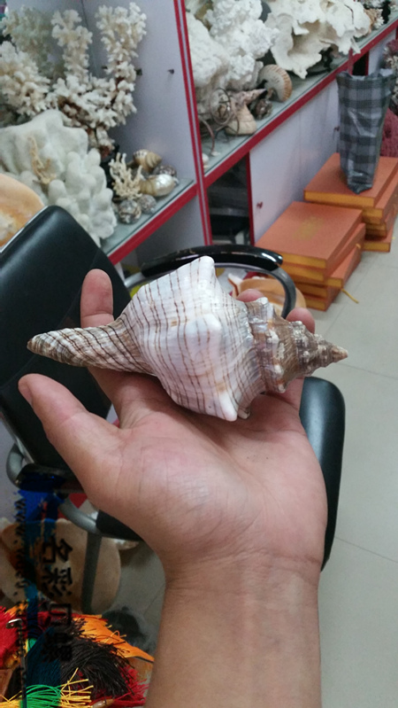 【】羊角螺15-17cm 大海螺贝壳白珊瑚摆赤旋螺能听大海的声音