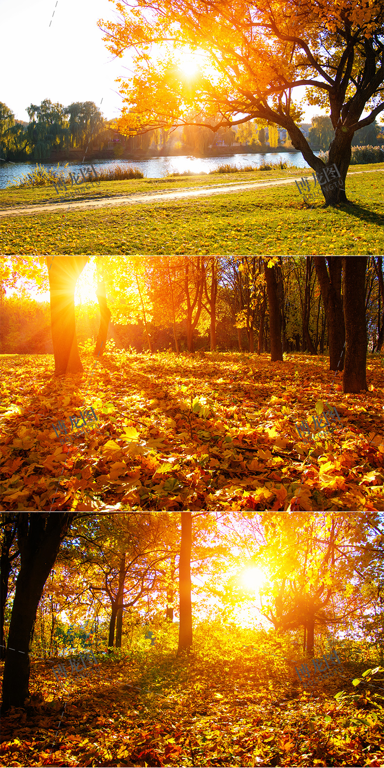 a423金秋树林落叶秋季唯美影楼婚纱风景背景高清图片ps素材