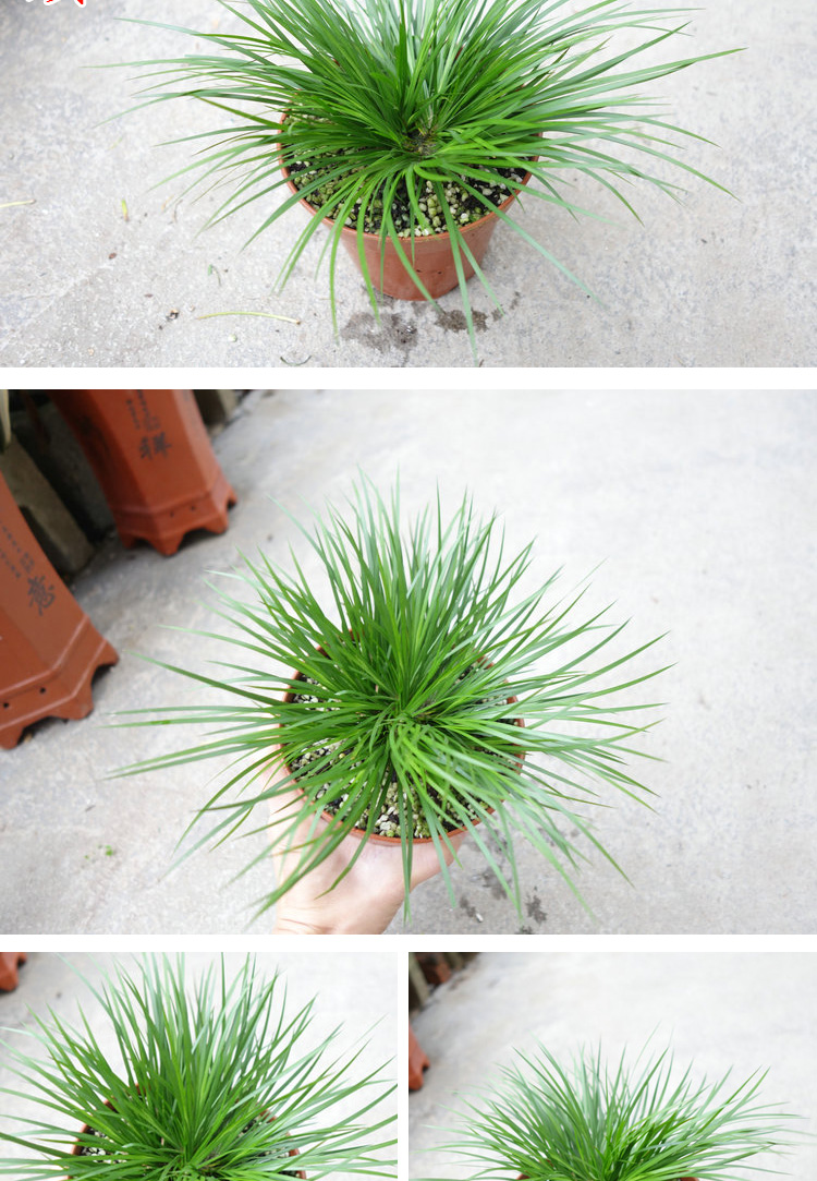 野生香苗金钱菖蒲盆景虎须菖蒲金姬贵船苔水古达植物