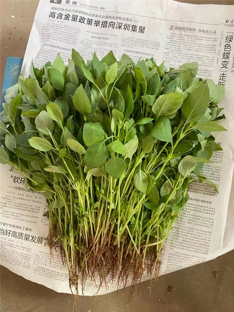 博多客叶菜类 博多客 新鲜荆芥菜 现摘现发 带根大叶荆芥 茎芥调味菜