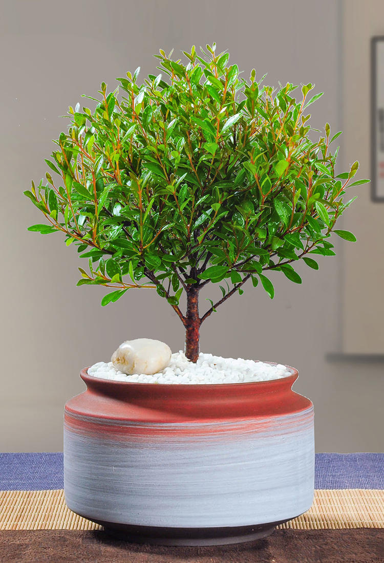小叶赤楠盆景树桩绿植好养客厅植物室内树苗办公室易活小盆栽花卉