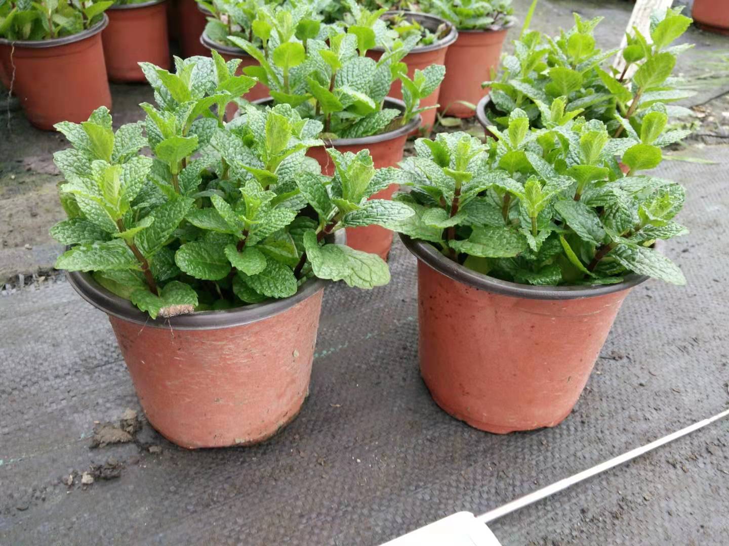 香型植物 薄荷盆栽 柠檬香蜂草 可食用 吸甲醛净化空气3盆 薄荷 带原