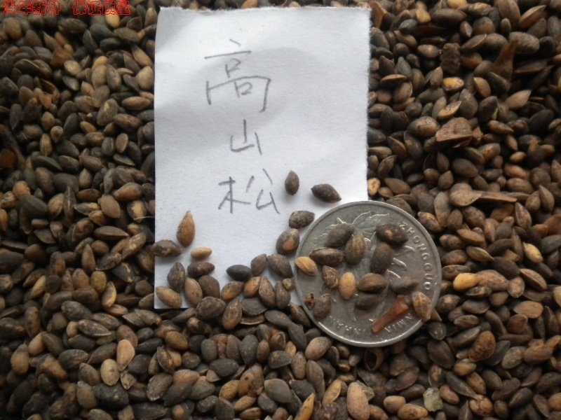 子暄高山松种子云南丽江种源北美乔松种子云南松种子