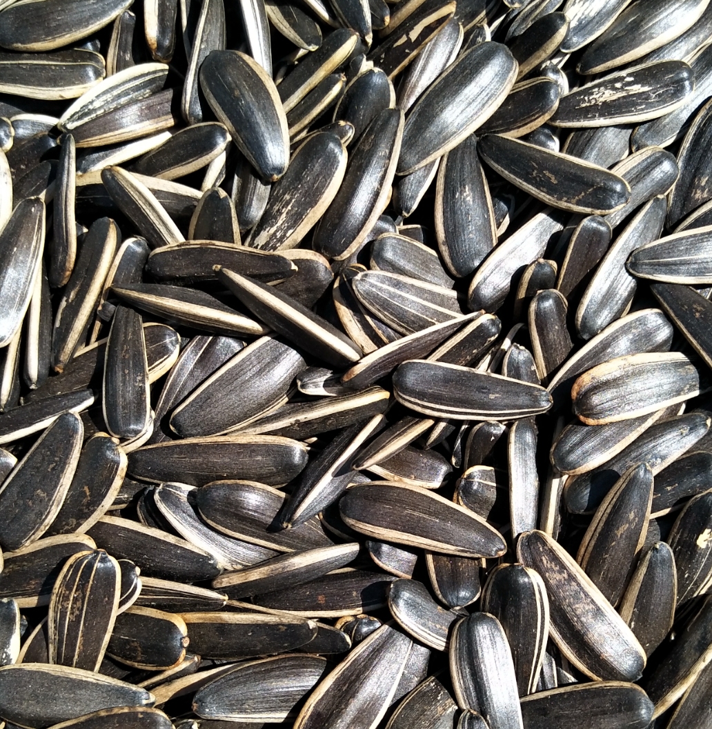新货东北大瓜子葵花籽原味熟瓜子现炒大瓜子黑薄皮现卖特大瓜子原味3