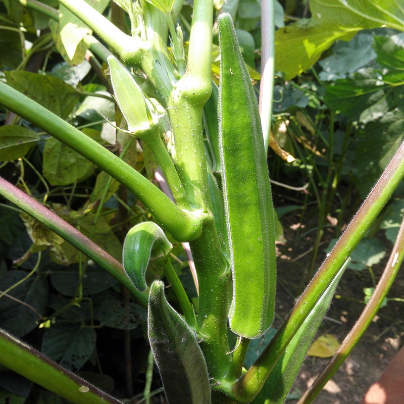 鲜滋味 新鲜秋葵 洋辣椒 蔬菜 六角豆 qk