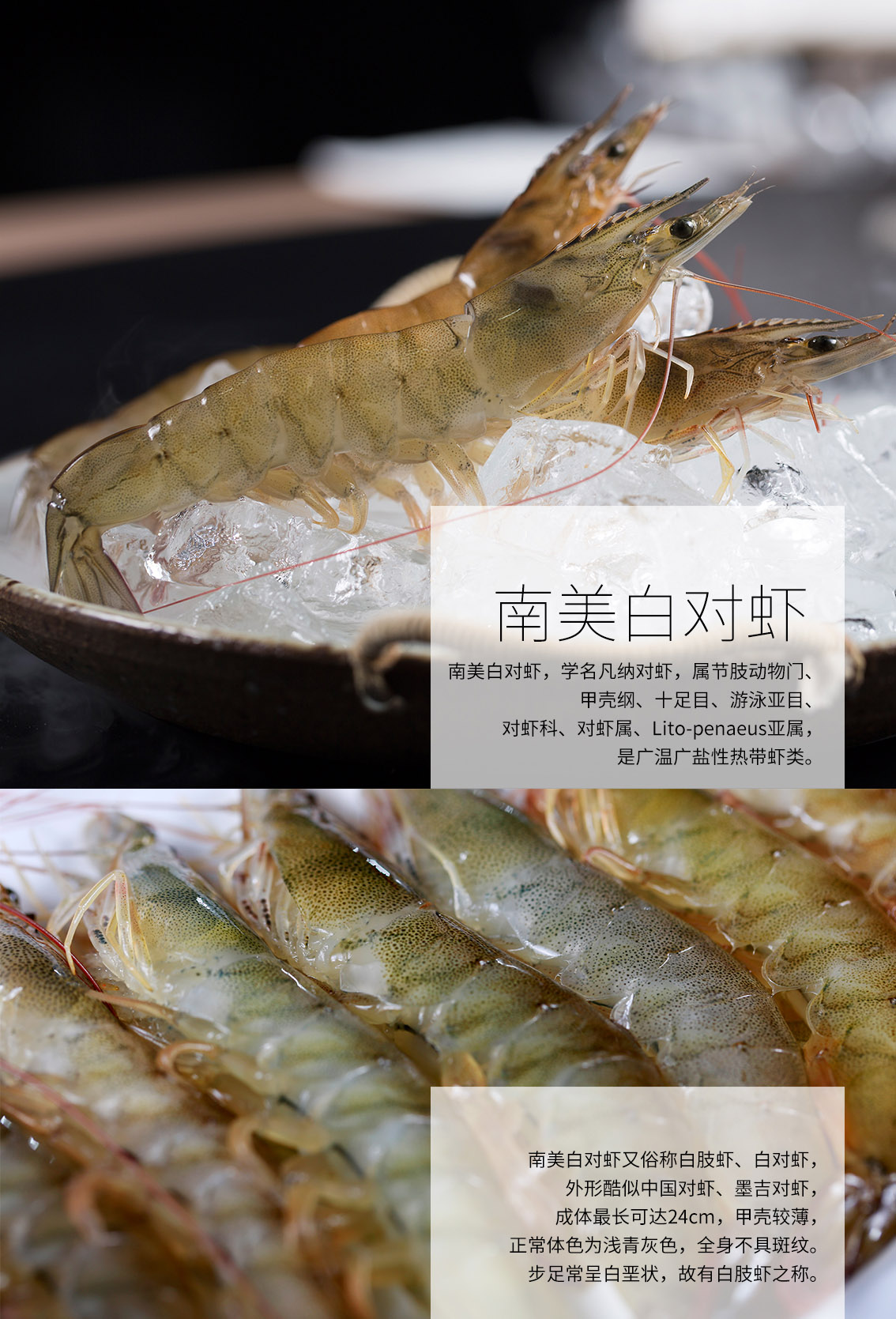 中华特色南通馆仙缘海鲜南美白对虾450g2540头斤盒装新鲜速递