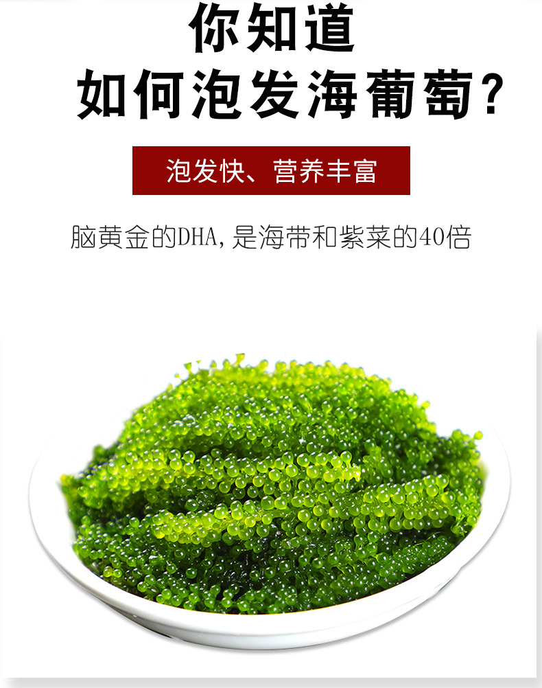 即食盐渍海葡萄一斤装新鲜海洋蔬菜绿色鱼子酱植物界的鱼子酱500g
