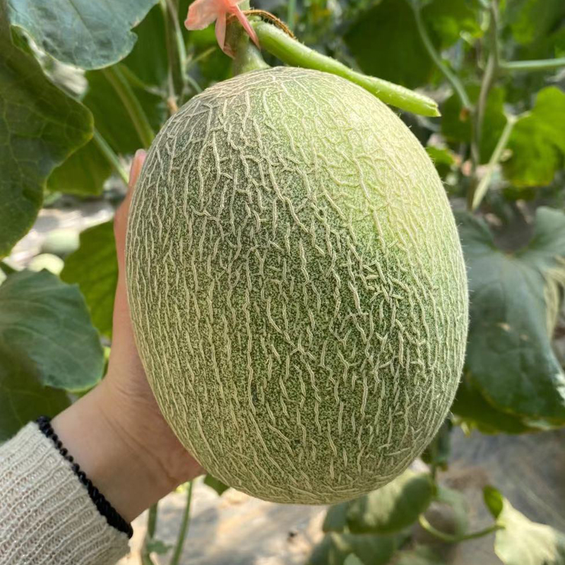 新疆正宗哈密瓜吐鲁番西州蜜25号陆地瓜新鲜8斤当季水果甜瓜整箱顺丰