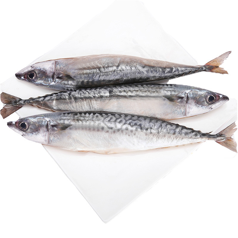 七果果 【xj】青花鱼 冰岛新鲜 鲐鲅鱼鲭鱼烤即食水