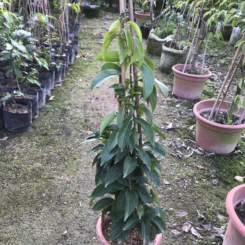 攀爬植物蒜香藤花苗紫铃藤奇特藤本花多庭院盆栽植物