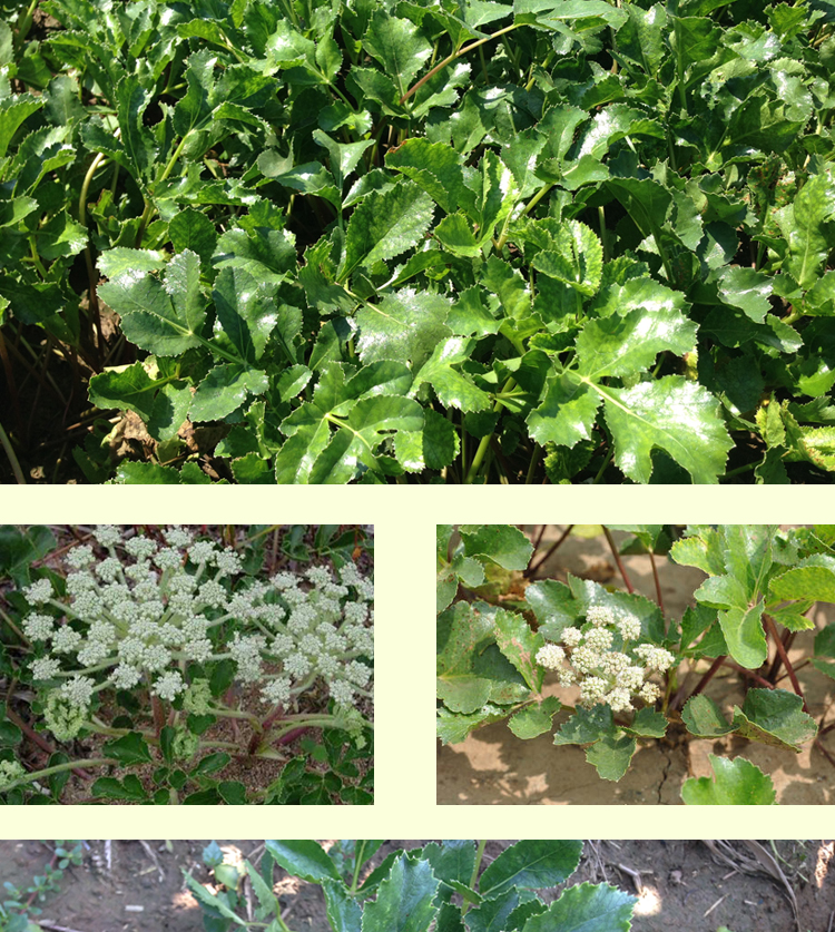 北沙参种子纯新中药材北沙参白条参珊瑚菜种子沙藏种植