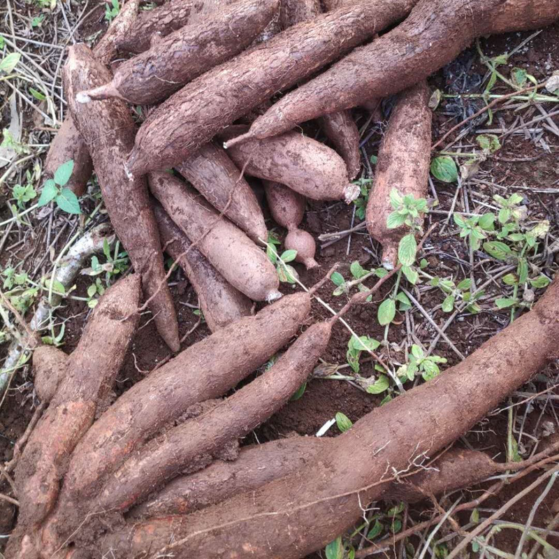 海南面包木薯红皮白肉木薯新鲜现挖木薯5斤7斤9斤农家特产