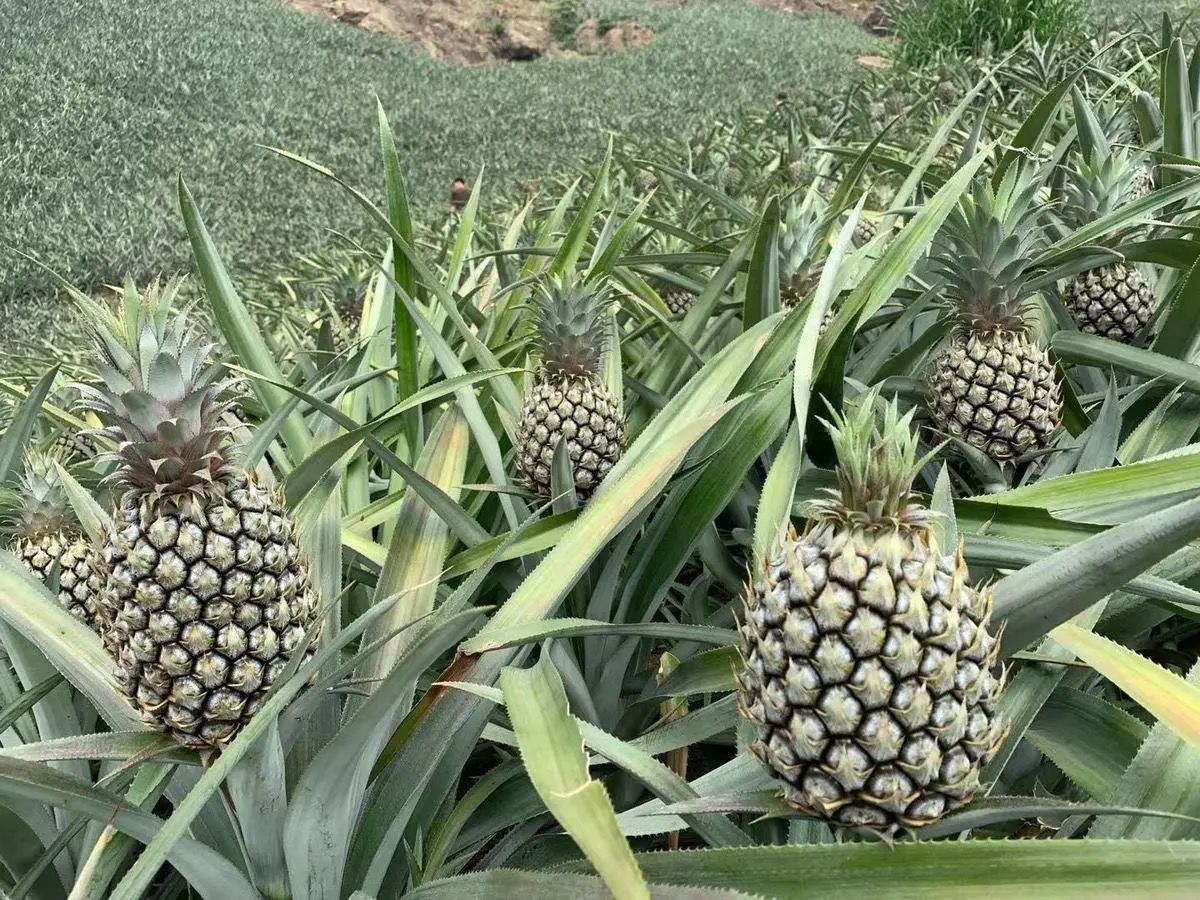 汶优香(wenyouxiang)热带水果类 云南香水菠萝当季新鲜水果批发带