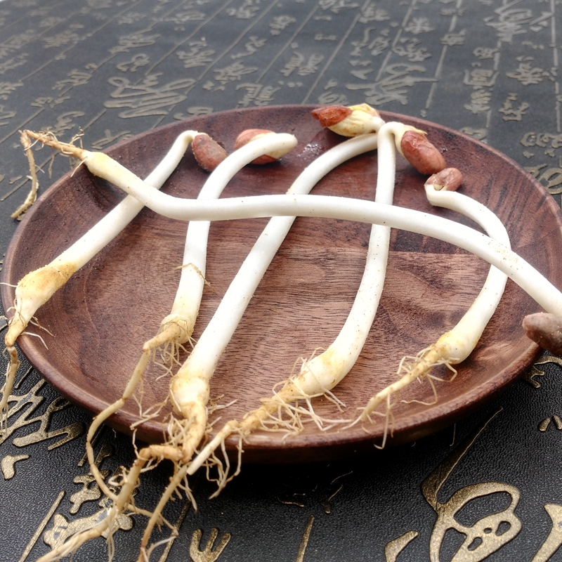 农聚源根茎类 花生芽 250g 花生苗新鲜蔬菜 花生豆保鲜 日天 生鲜可开