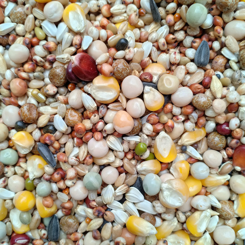 赛飞a级高能量玉米鸽子饲料营养赛鸽专用信鸽粮鸽子用品鸽粮鸽料赛飞