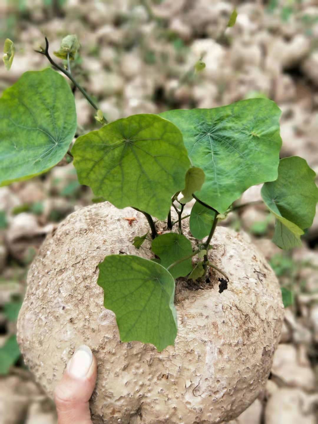 山乌龟金不换多肉招财聚财爬藤四季常青客厅室内室外盆栽盆景好养