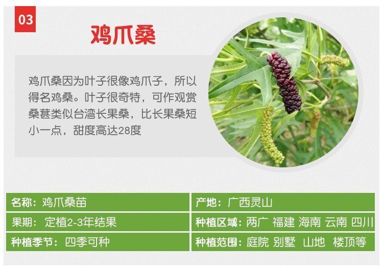 大果桑桑树苗盆栽地栽高产四季长桑果无籽桑葚树苗南方北方种植