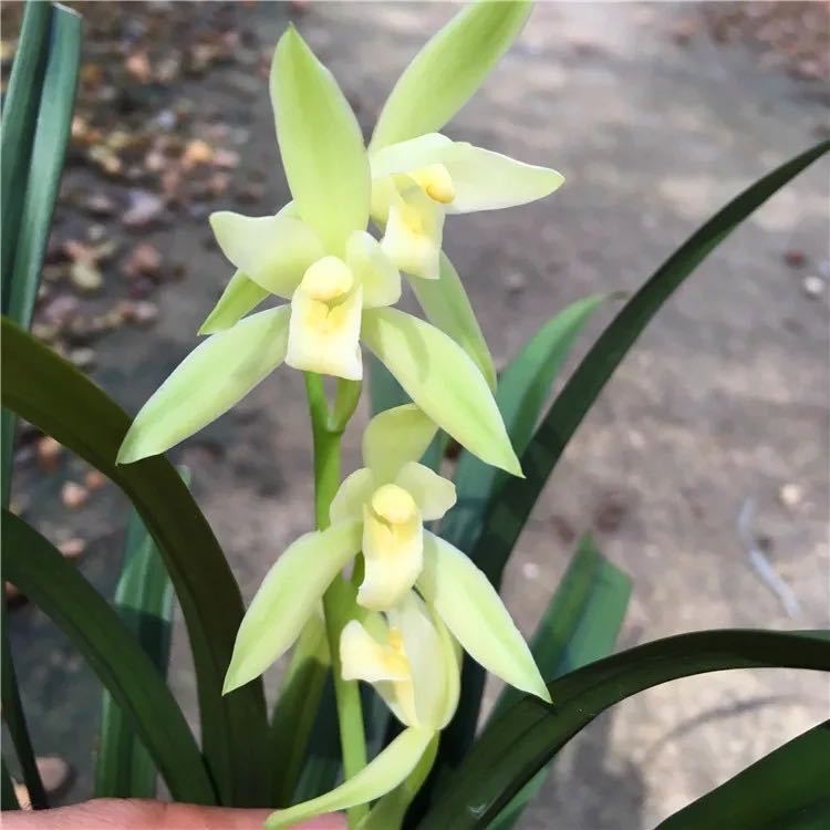 基地清场特价建兰大凤素兰花夏秋花期浓香型四季兰5元老头苗一苗