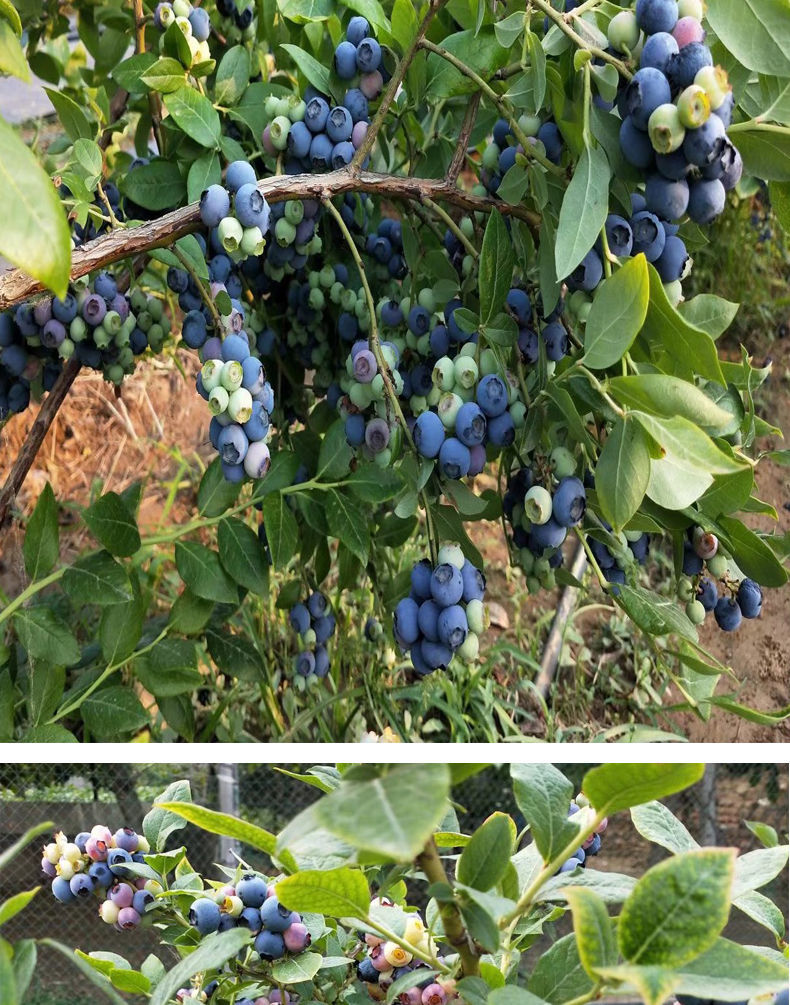 树果苗盆栽地栽四季水果树当年结果南方北方种植带土蓝莓树苗 酷派 二