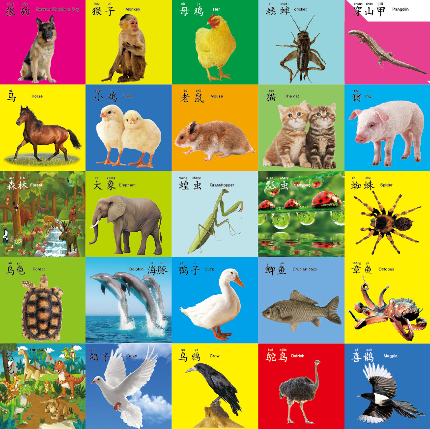 牛鲨布书/挂图aw3292260900gt 0-6岁幼儿童象形识字卡片撕不烂的早教