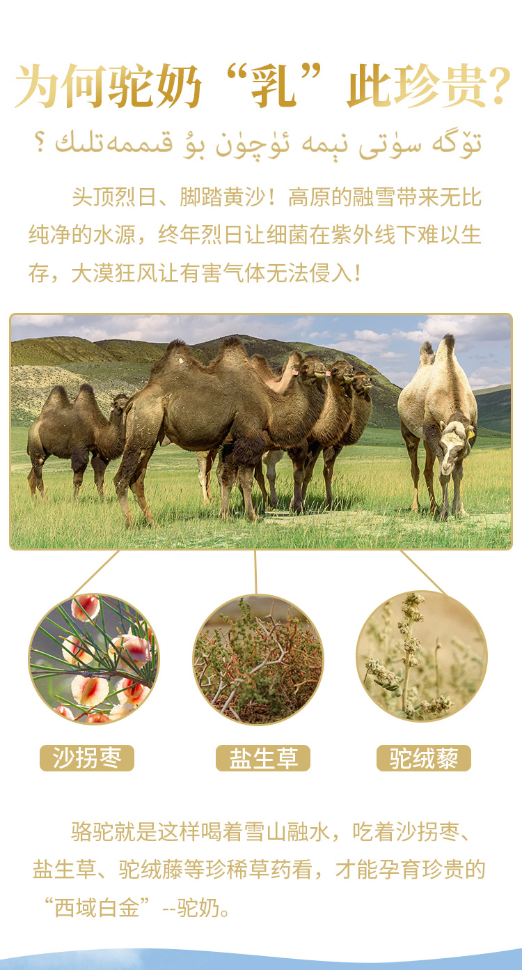 拍12盒发15盒尤爱倍特新疆伊犁那拉骆驼奶粉成人奶粉驼乳粉无蔗糖驼