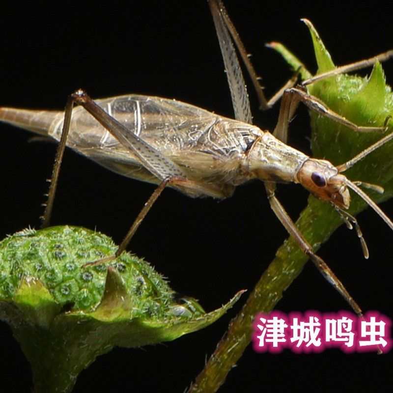 《竹蛉活体黑紫竹蛉活体紫竹蛉活体竹铃鸣虫听叫虫宠物人工竹蛉包活