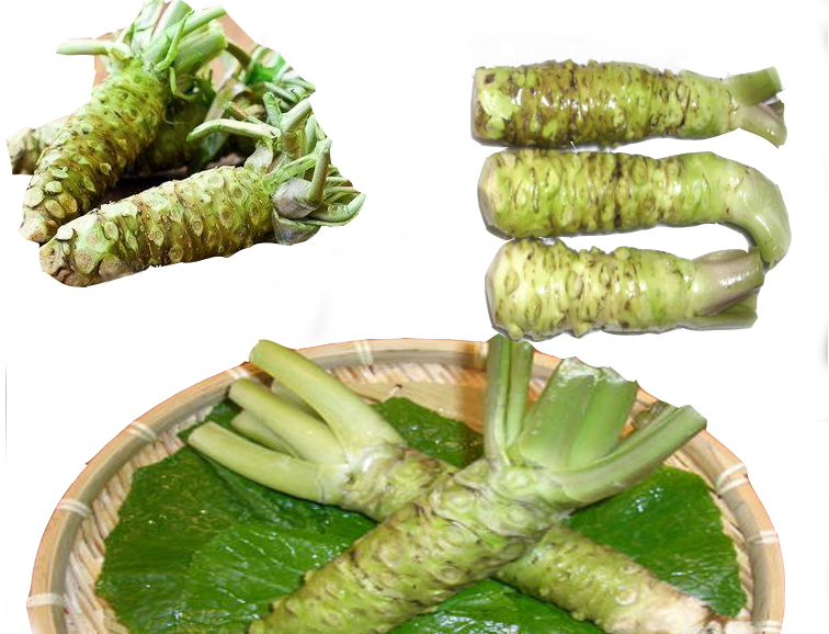 超级新品 辣根100g 鲜山葵 云南新鲜蔬菜 山葵 鲜芥末 寿司芥末可开