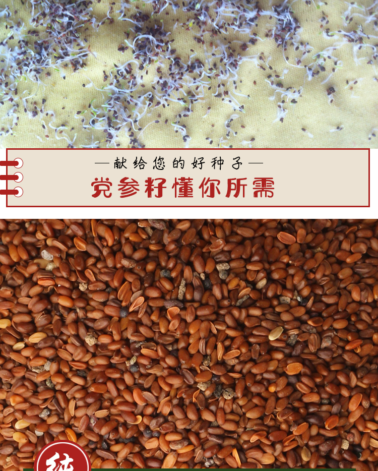 药材党参种子甘肃白条党种籽新产可入药食用煲汤