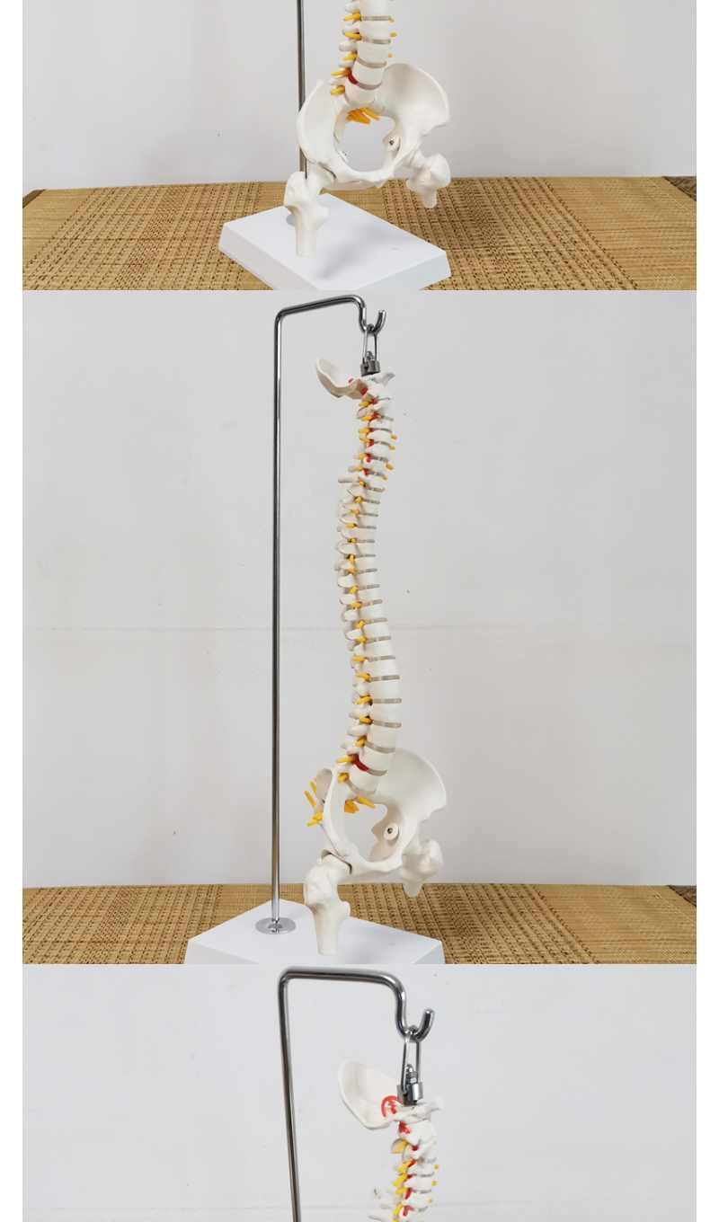新人体脊柱模型神经脊椎医用正骨医用骨骼教学骨架仿真可拆卸小白