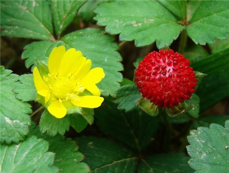 野草莓苗蛇莓苗蛇泡草藥草苗南北方種植當年結果草莓苗綠化植被