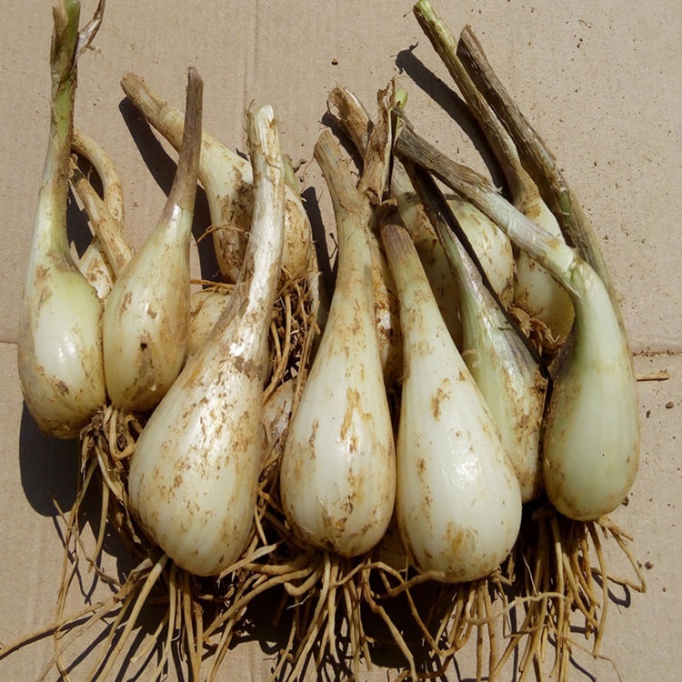 茭头5斤 无叶荞头 蕌头 新鲜蔬菜 产发