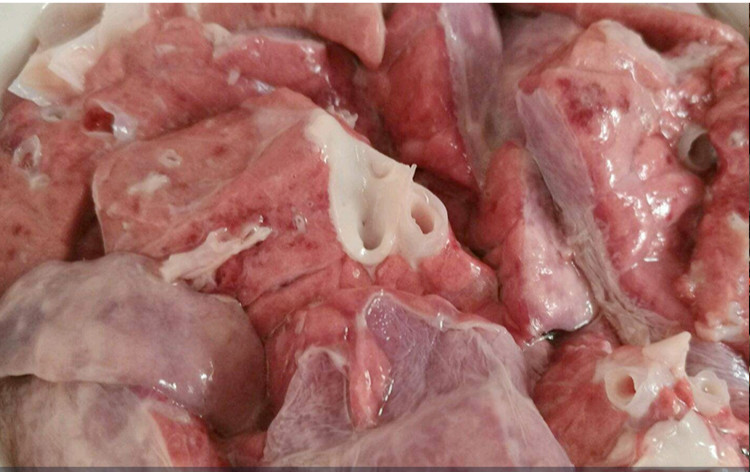 有检疫证附调料猪肺1个约2斤新鲜猪副生鲜猪心肺非冻品