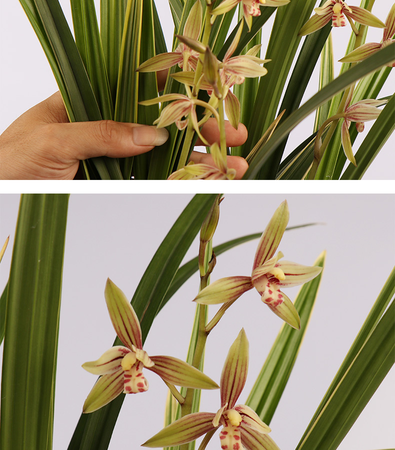 兰花黄金四季兰建兰室内外客厅盆栽绿植物花卉好养易开花