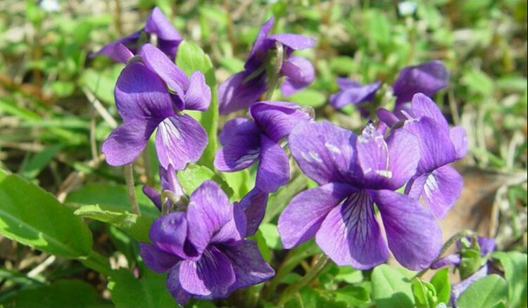 子暄园艺用品 子喧 紫花地丁种子 宿根耐荫耐寒地被庭院景观绿化种子